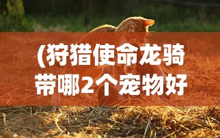 (狩猎使命龙骑带哪2个宠物好用)狩猎使命龙骑，最佳宠物组合推荐