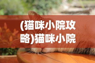 (猫咪小院攻略)猫咪小院游戏，探索虚拟世界中的猫趣乐园