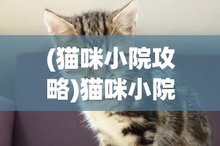 (猫咪小院攻略)猫咪小院游戏，探索虚拟世界中的猫趣乐园