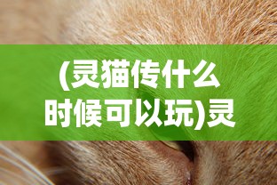(灵猫传什么时候可以玩)灵猫传现在还能玩吗？游戏状态与玩家体验解析