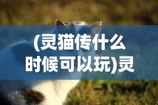 (灵猫传什么时候可以玩)灵猫传现在还能玩吗？游戏状态与玩家体验解析