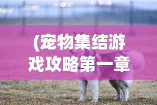 (宠物集结游戏攻略第一章)宠物集结游戏攻略大全，从入门到精通