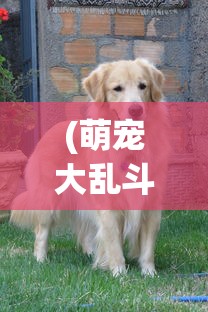 (萌宠大乱斗下载)萌宠大乱斗，一场别开生面的宠物竞技盛宴