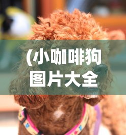 (小咖啡狗图片大全)小狗咖啡馆，免广告，无限钻石的奇妙体验