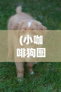 (小咖啡狗图片大全)小狗咖啡馆，免广告，无限钻石的奇妙体验
