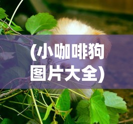 (小咖啡狗图片大全)小狗咖啡馆，免广告，无限钻石的奇妙体验