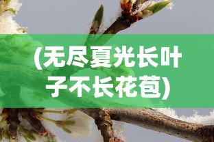 (无尽夏光长叶子不长花苞)无尽夏光照不足，影响与应对之策
