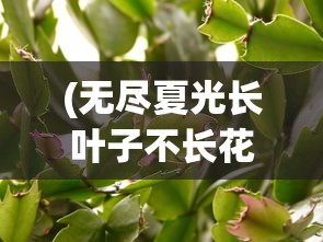 (无尽夏光长叶子不长花苞)无尽夏光照不足，影响与应对之策