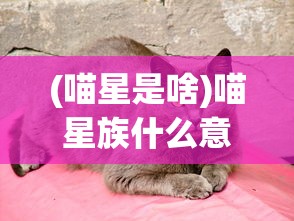 (喵星是啥)喵星族什么意思——深度解析这一网络流行词汇