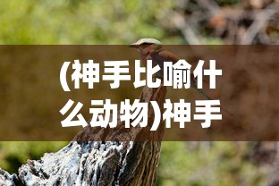 (神手比喻什么动物)神手，超越凡尘的技艺象征