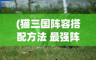 (猫三国阵容搭配方法 最强阵容分享)猫三国阵容，策略游戏中的新宠之选