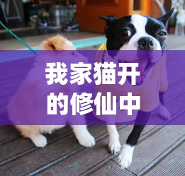 我家猫开的修仙中心，学员任务与奇幻之旅
