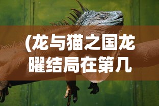 (龙与猫之国龙曜结局在第几集)龙与猫之国，龙曜结局深度解析与探讨