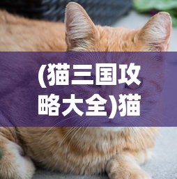 (猫三国攻略大全)猫三国攻略，游戏指南与常见问题解答