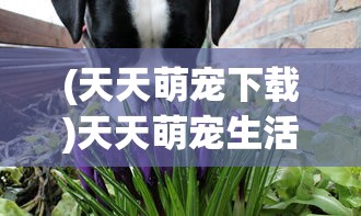 (天天萌宠下载)天天萌宠生活会馆，探索人与宠物的和谐共生之道