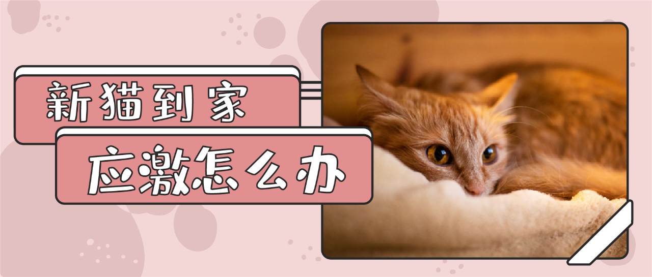 一起躲个猫2024最新版本下载-一起躲个猫无限金币不用实名下载v.4.16