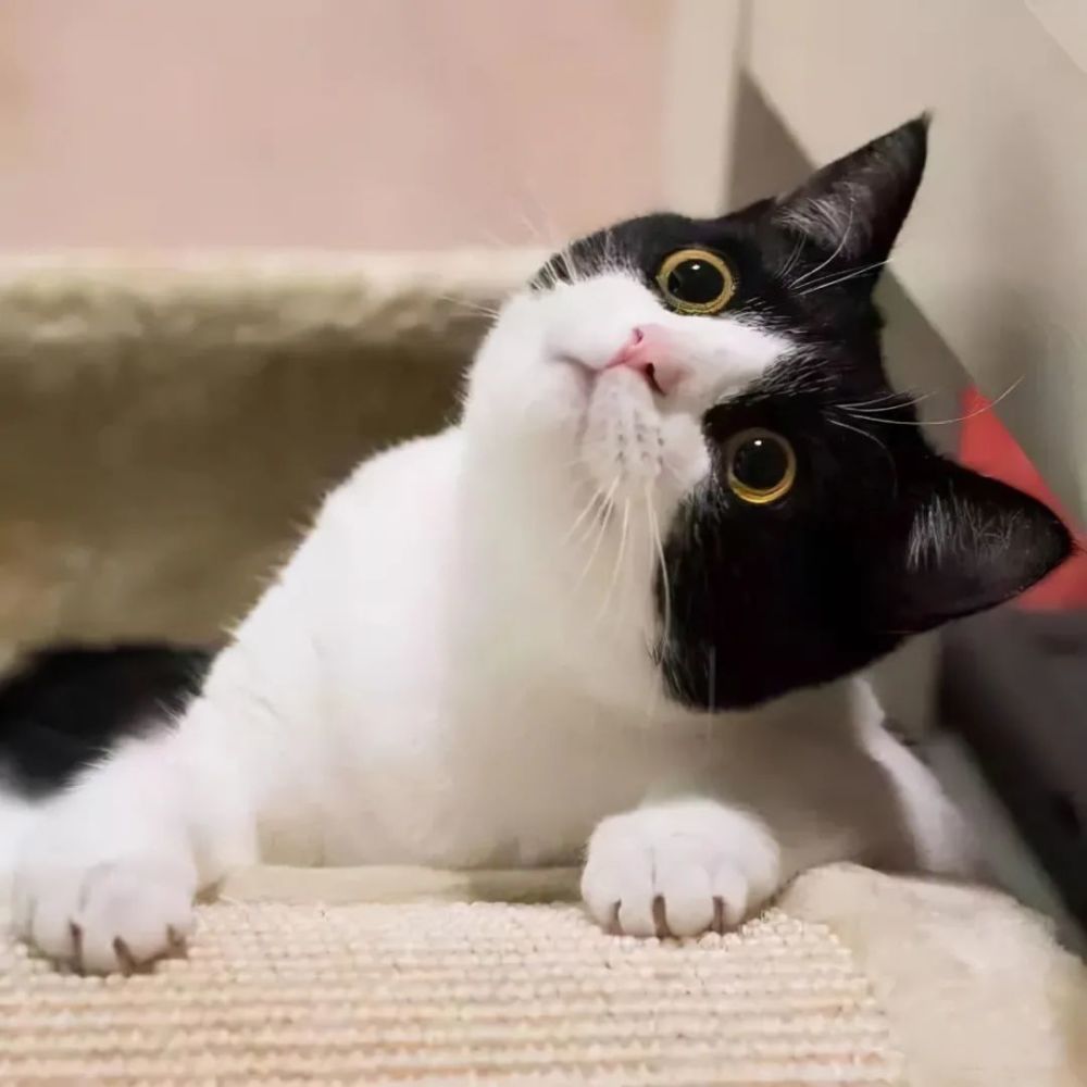 猫咪大作战监控人模组汉化版下载安装-猫咪大作战监控人模组无限金币内购版下载v.4.43