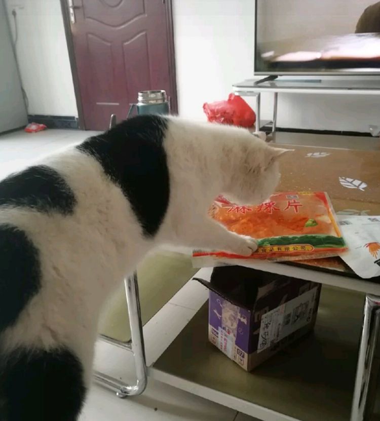 偷吃零食的猫下载手机版2024正版更新版-偷吃零食的猫中文版安卓下载v.2.12